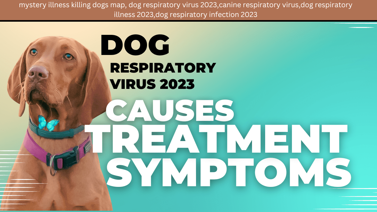 The Dog Respiratory Virus 2023: Causes, Symptoms, And Treatment