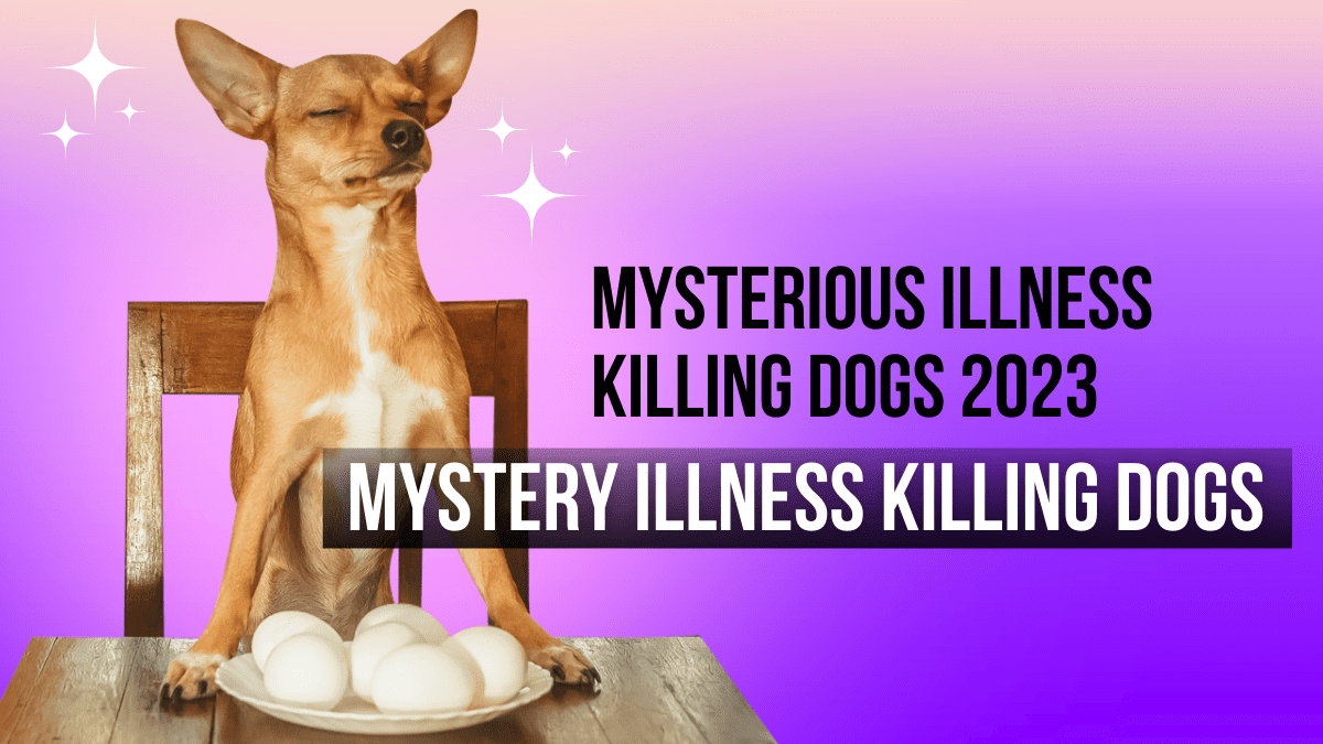 Mystery Illness Killing Dogs Mysterious Illness Killing Dogs 2023