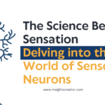 Sensory Neurons – The Science Behind Sensation: Delving into the World of Sensory Neurons