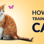 How to Train Your Cat 2024?