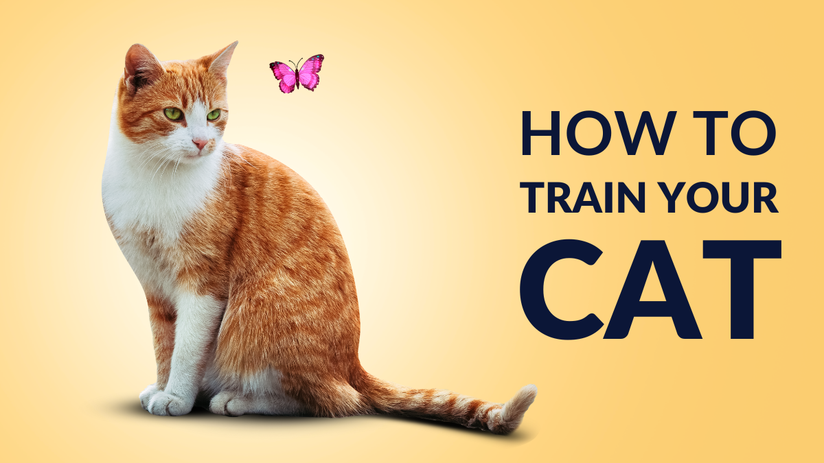 How To Train Your Cat?